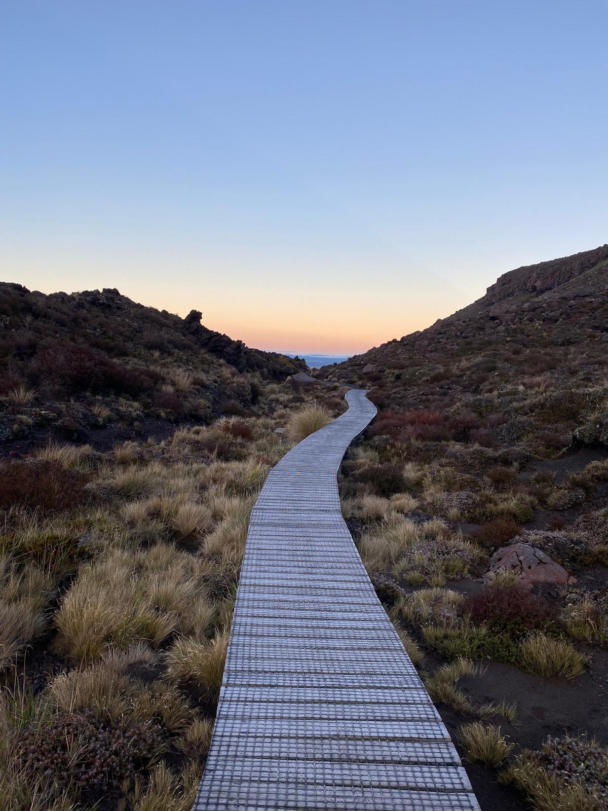 A boardwalk track through the tussock near Turangi